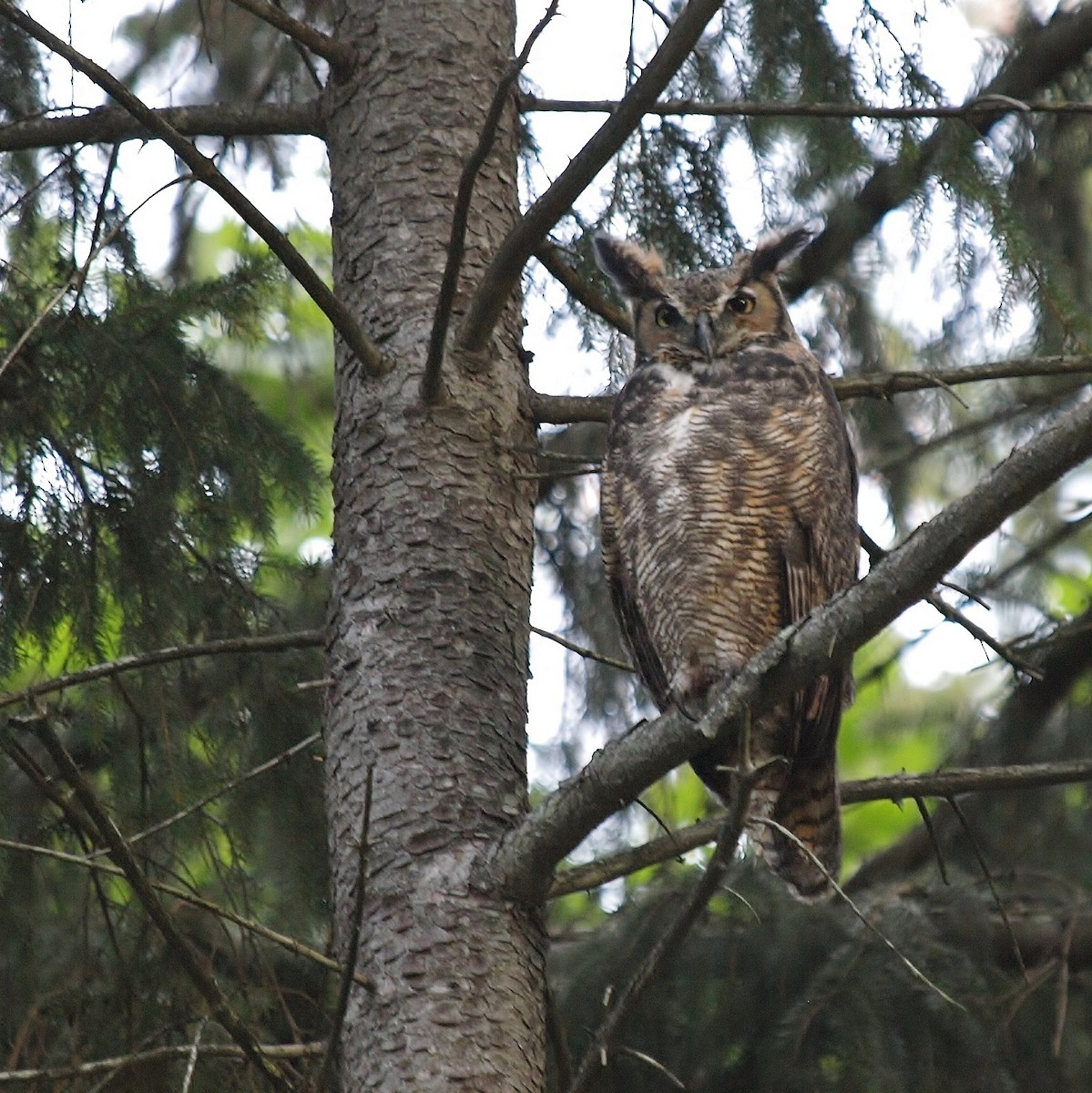 Great Horned Owl - Bill Bunn