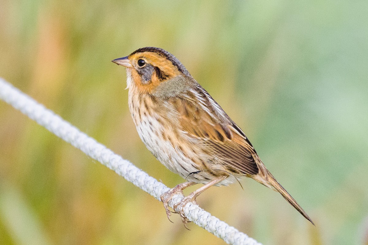 Nelson's Sparrow - Kenny Younger
