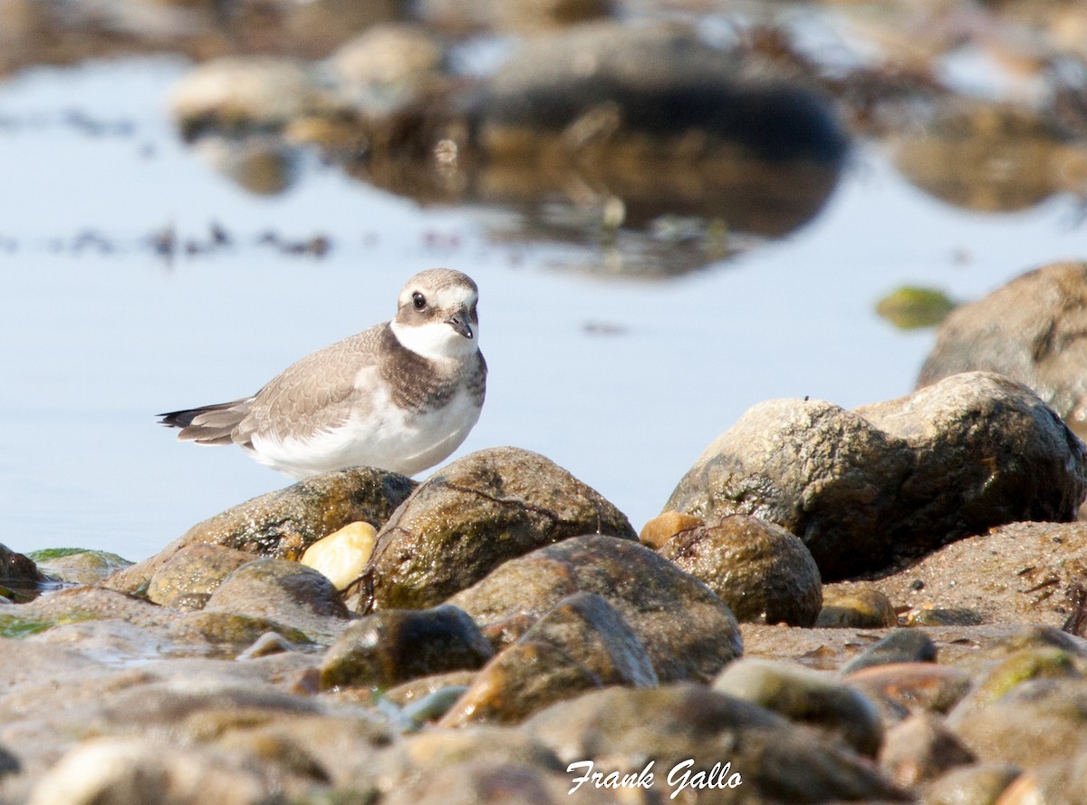 Common Ringed Plover - Frank Gallo