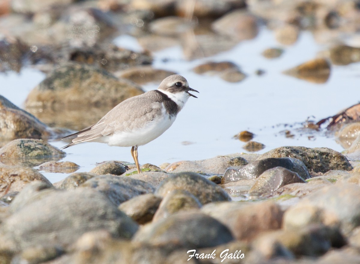 Common Ringed Plover - ML68843581
