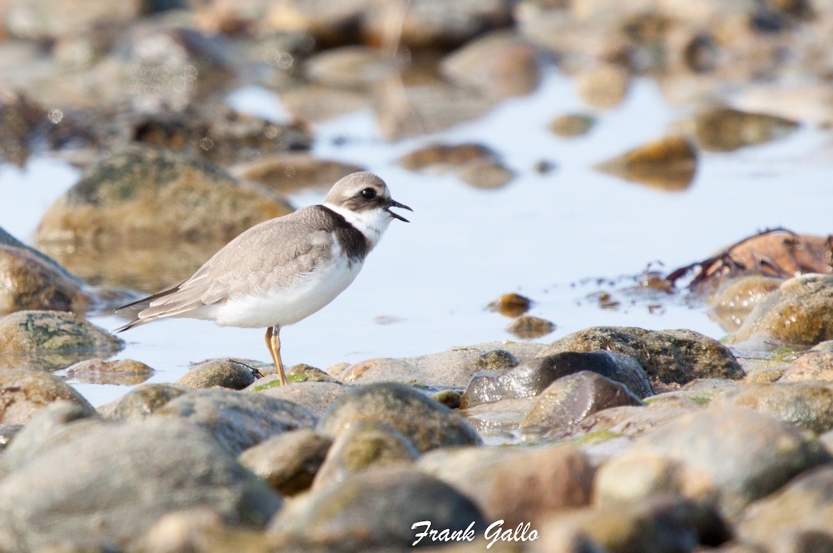 Common Ringed Plover - ML68843591