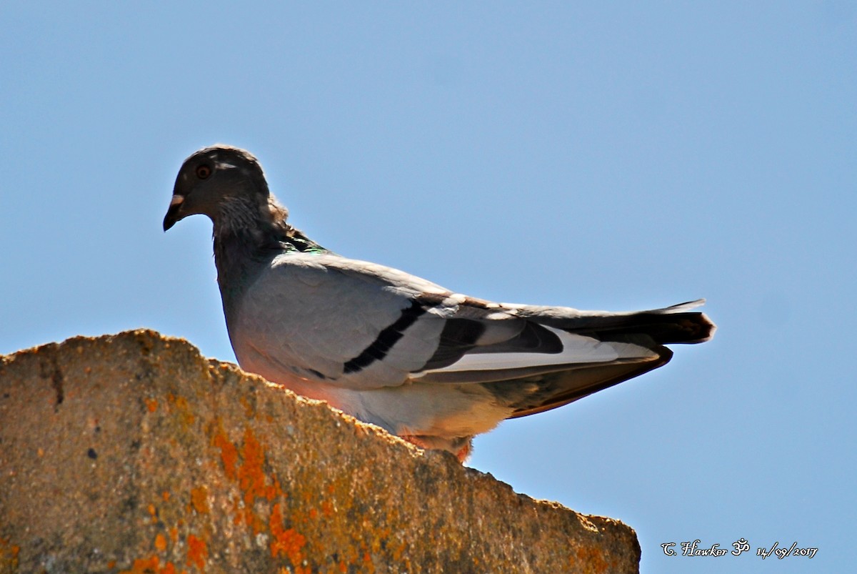 Rock Pigeon (Feral Pigeon) - ML68847361