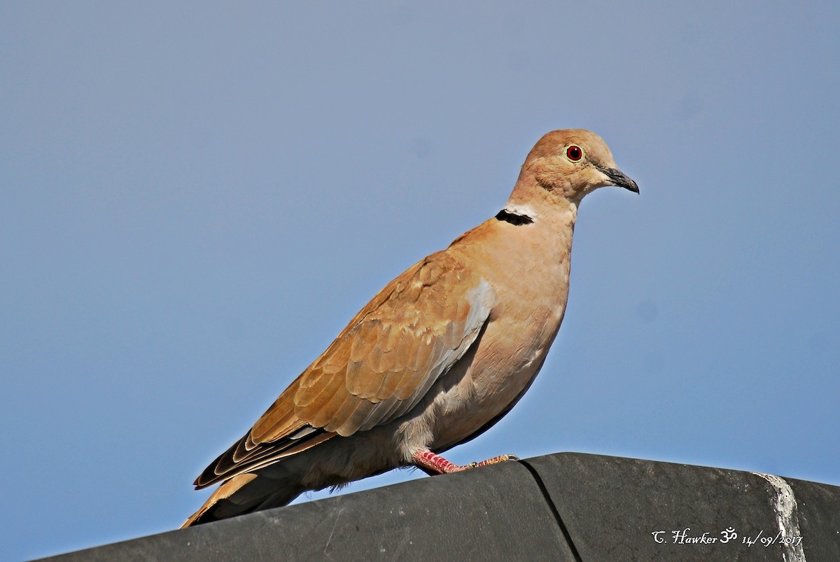 Eurasian Collared-Dove - Carl  Hawker