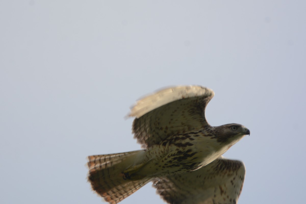 Red-tailed Hawk - Richard Garrigus