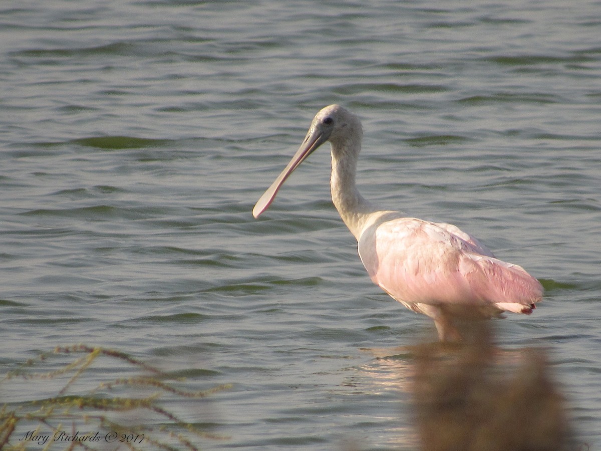 Roseate Spoonbill - Mary Richards