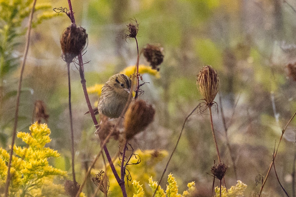 LeConte's Sparrow - Kenny Younger