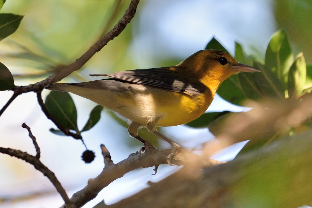 Prothonotary Warbler - ML68850851