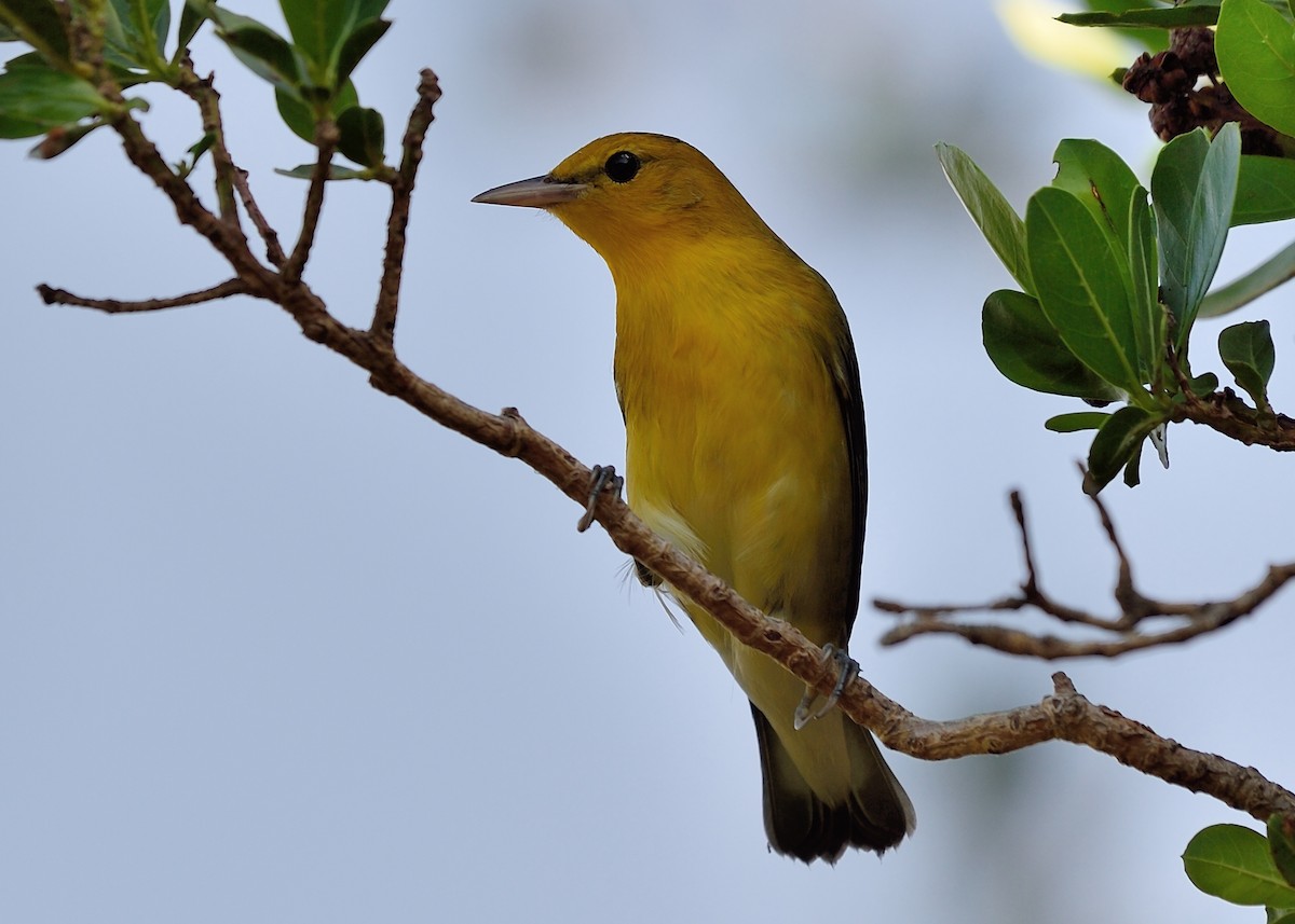 Prothonotary Warbler - ML68850861