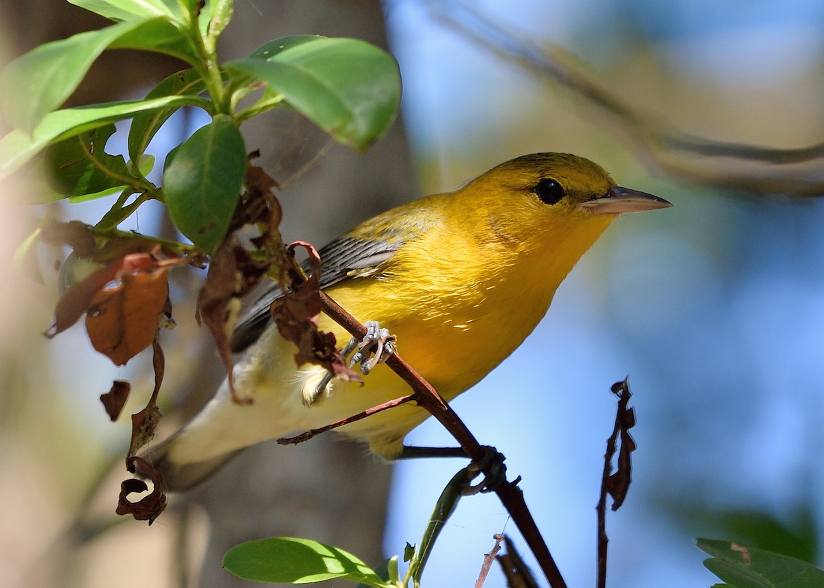 Prothonotary Warbler - ML68850871