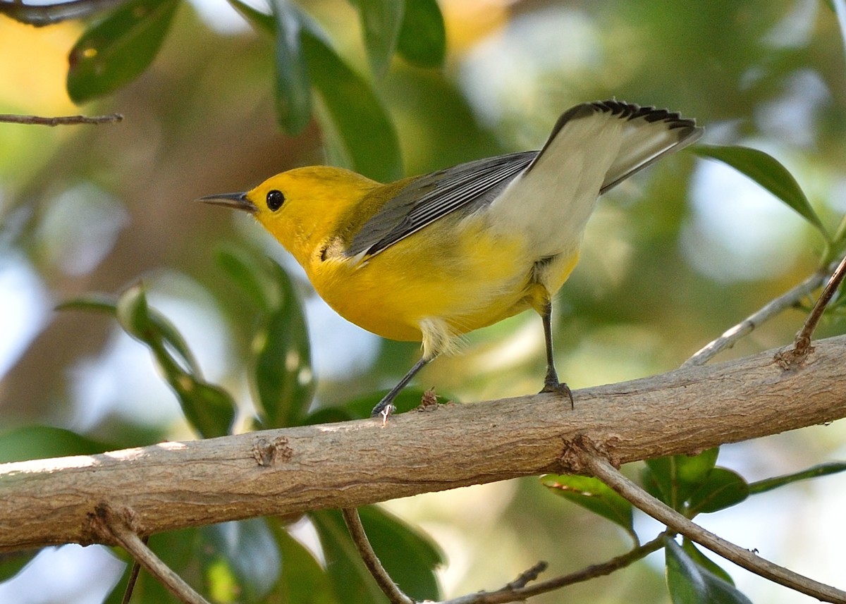 Prothonotary Warbler - ML68850881