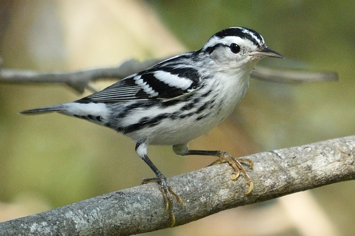 Black-and-white Warbler - ML68850961