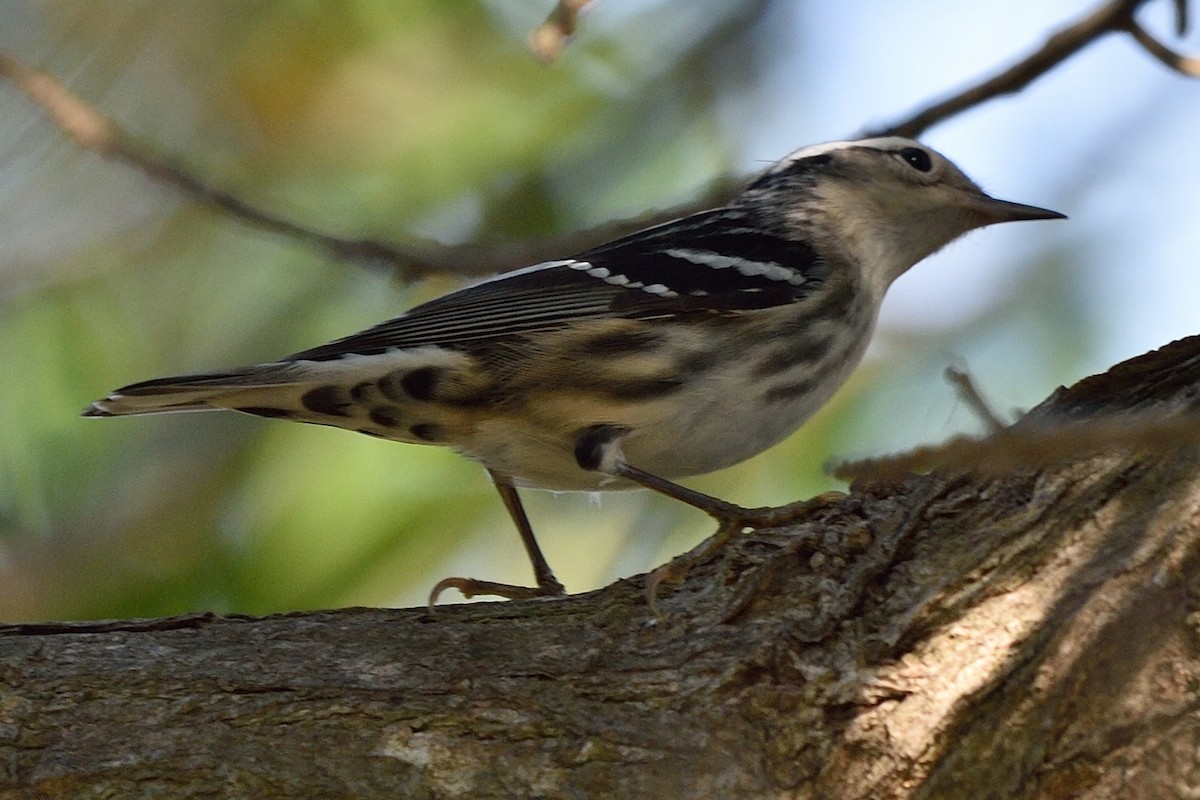 Black-and-white Warbler - ML68850971