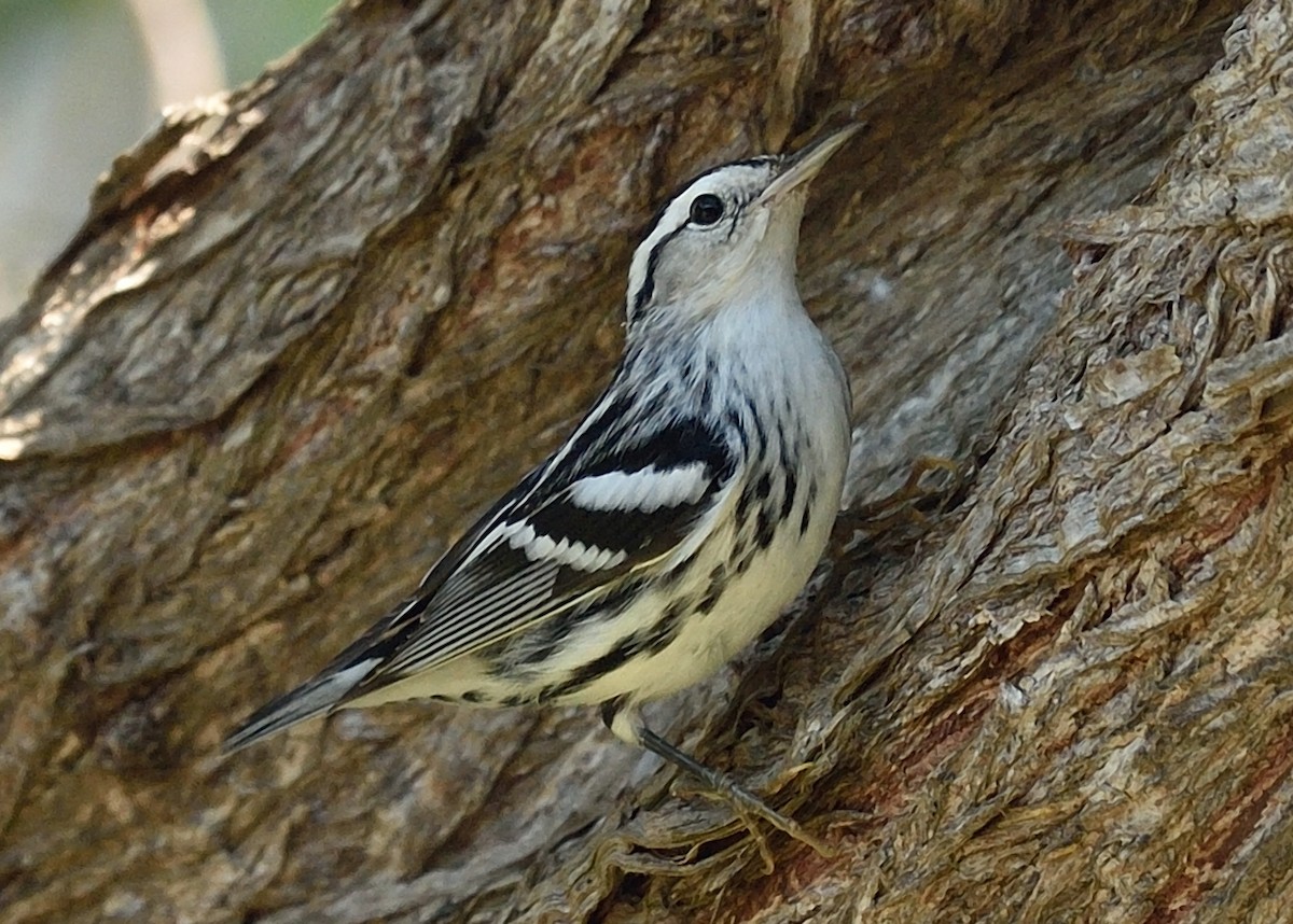 Black-and-white Warbler - ML68850991