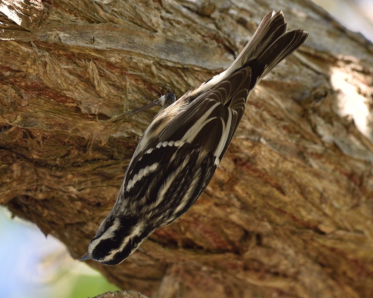 Black-and-white Warbler - ML68851001