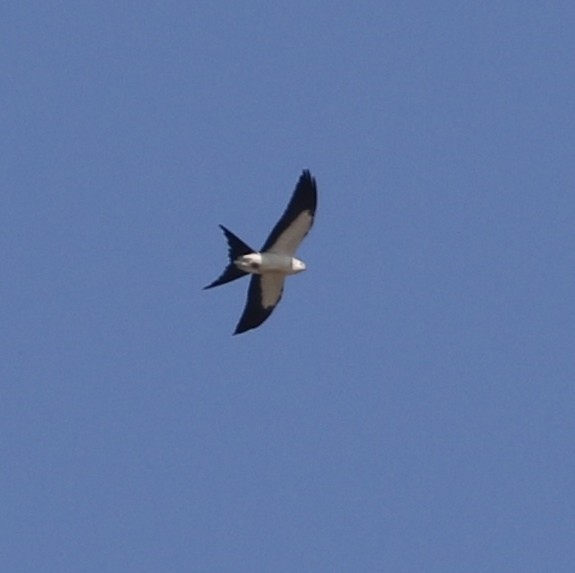 Swallow-tailed Kite - ML68852641
