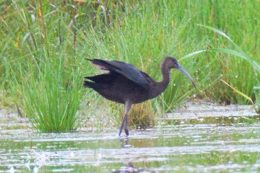 Glossy Ibis - Amy Downing