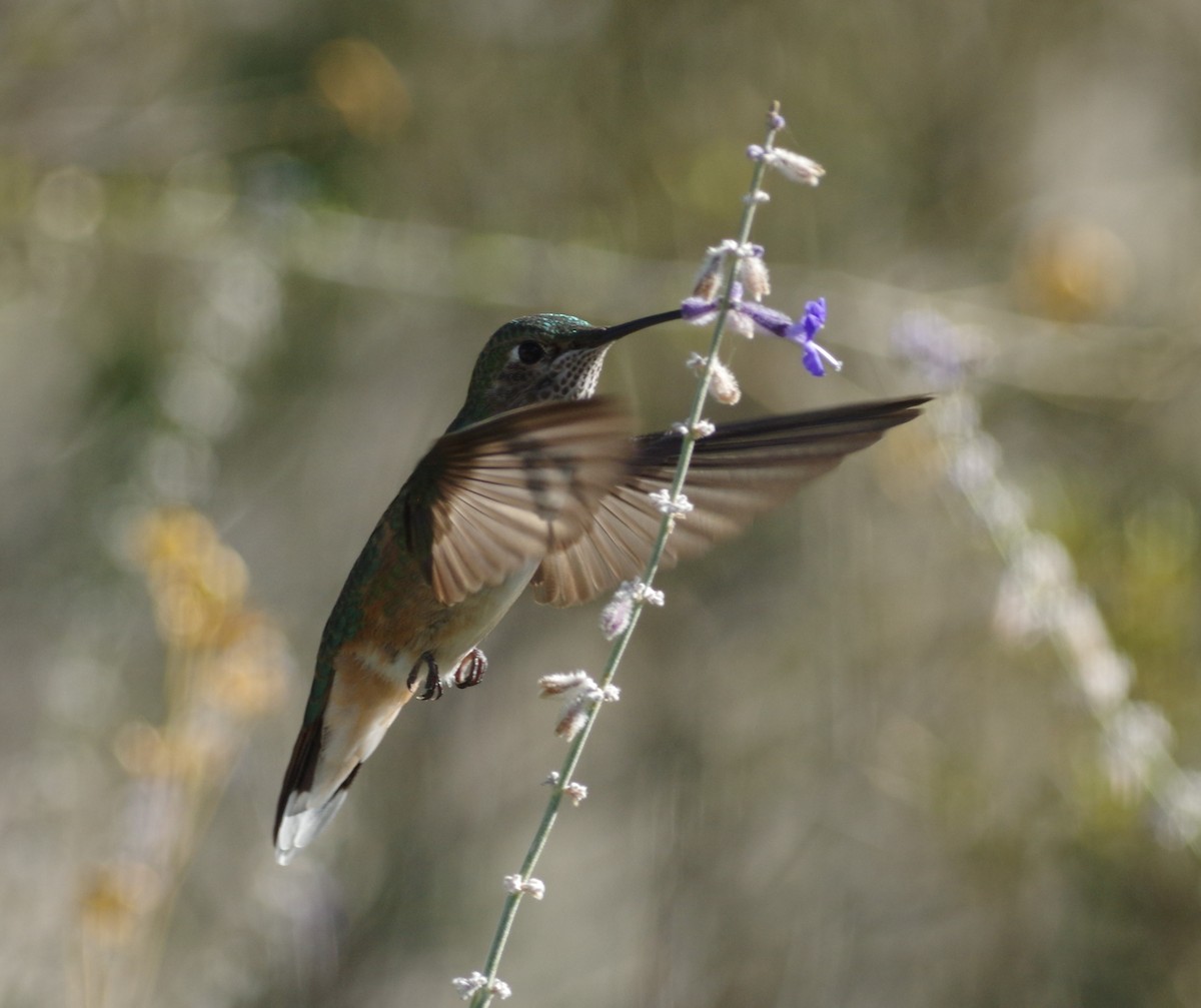 Broad-tailed Hummingbird - Brenda Wright
