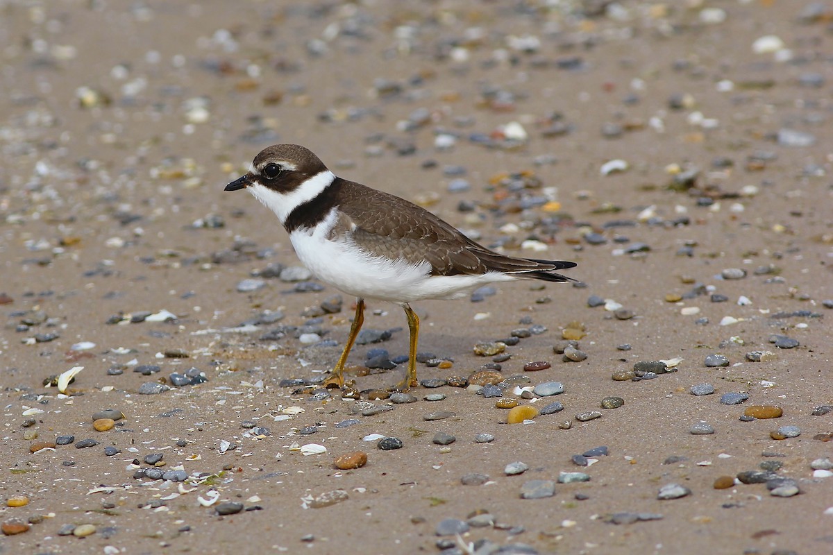 Semipalmated Plover - Brian Miller