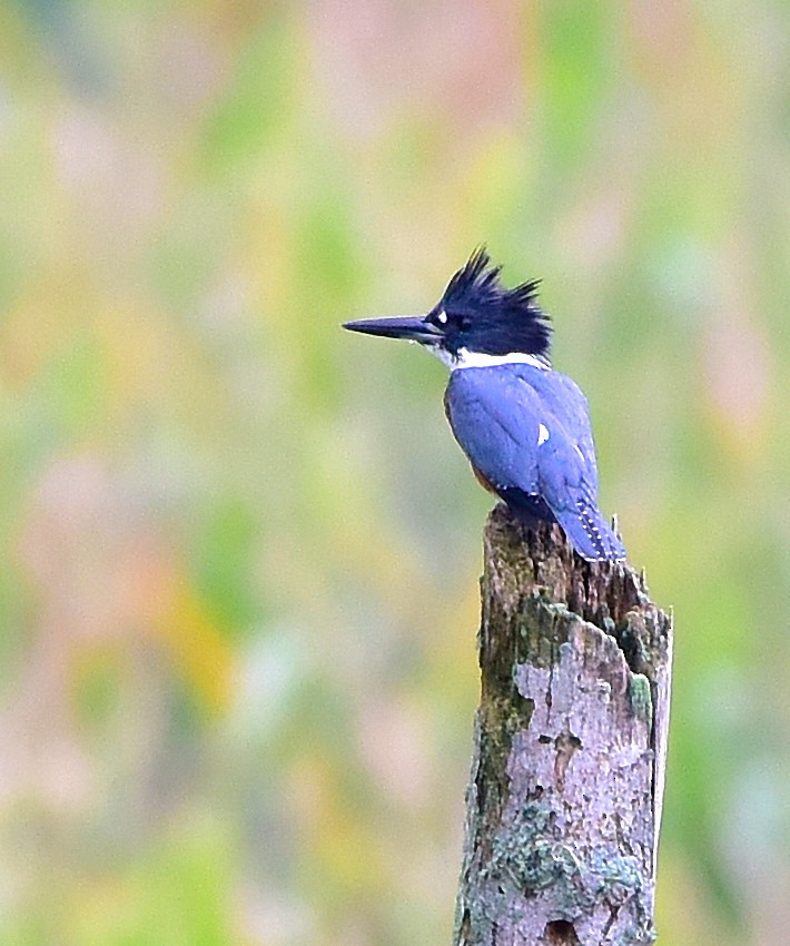 Belted Kingfisher - ML68857811