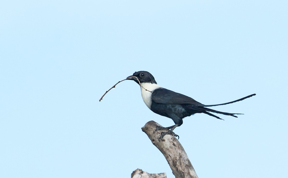 White-necked Myna - Sam Woods