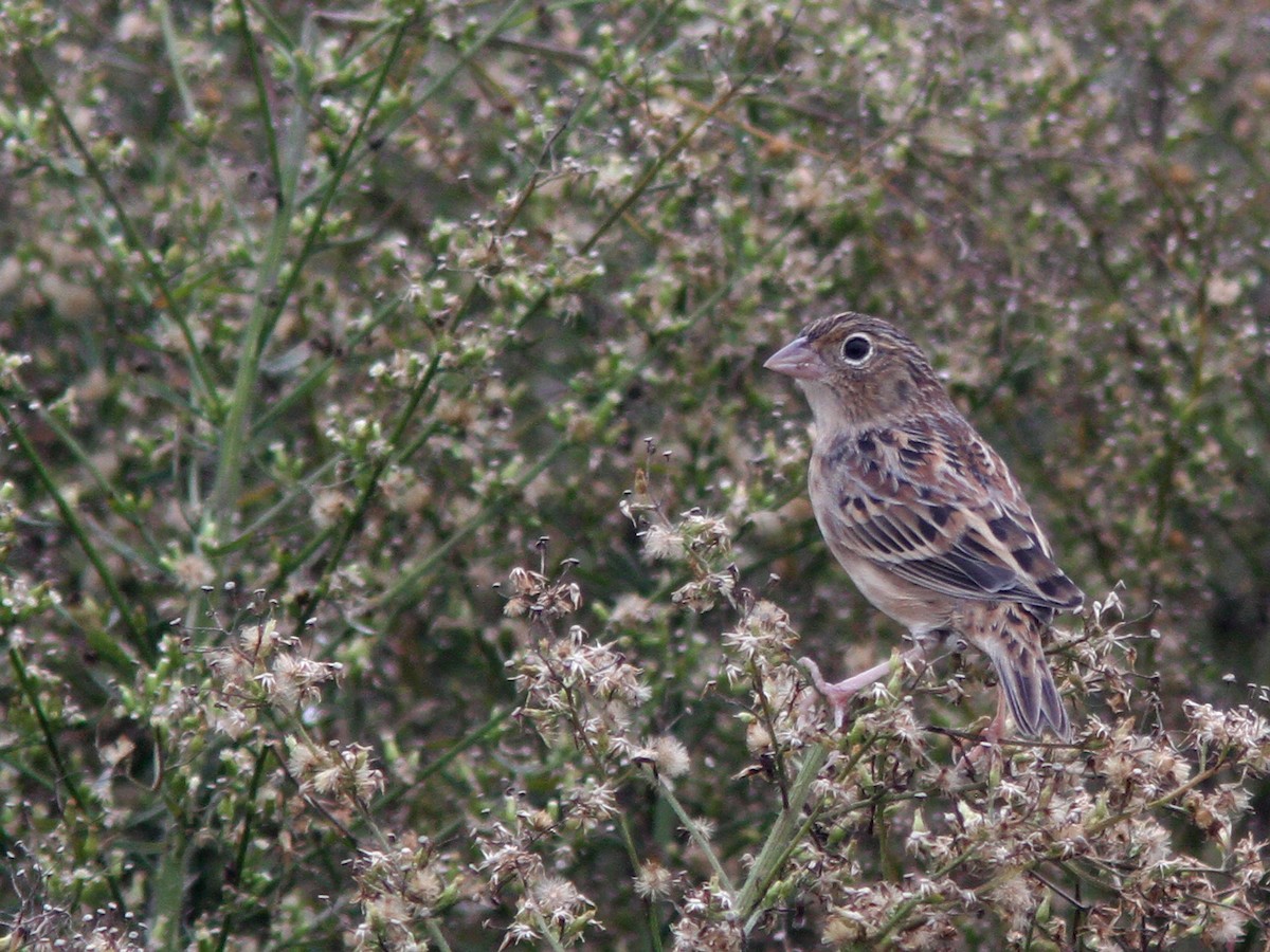 Grasshopper Sparrow - ML68861791