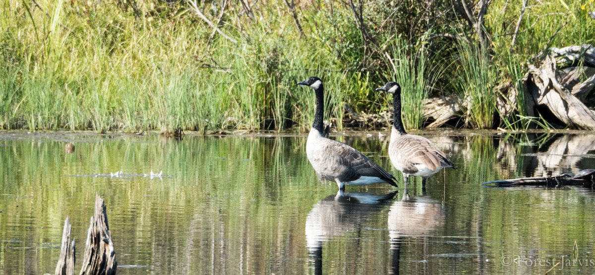 Canada Goose - Forest Botial-Jarvis