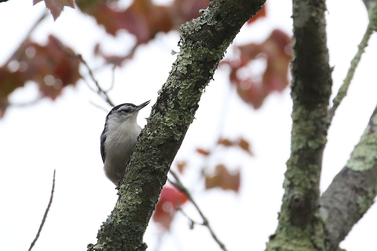 White-breasted Nuthatch - Russ Smiley