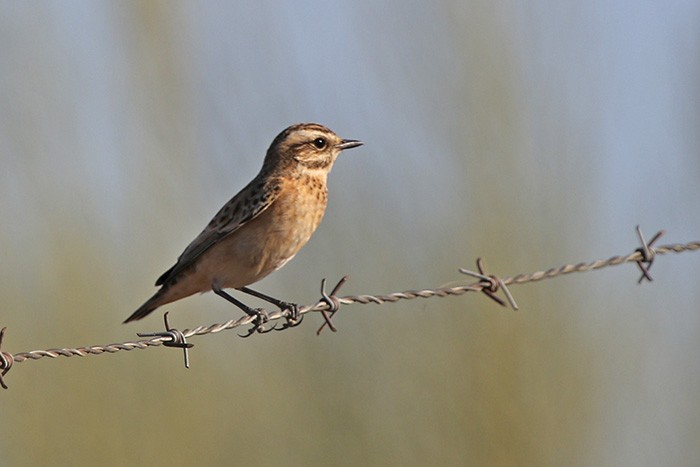 Whinchat - ML68864331