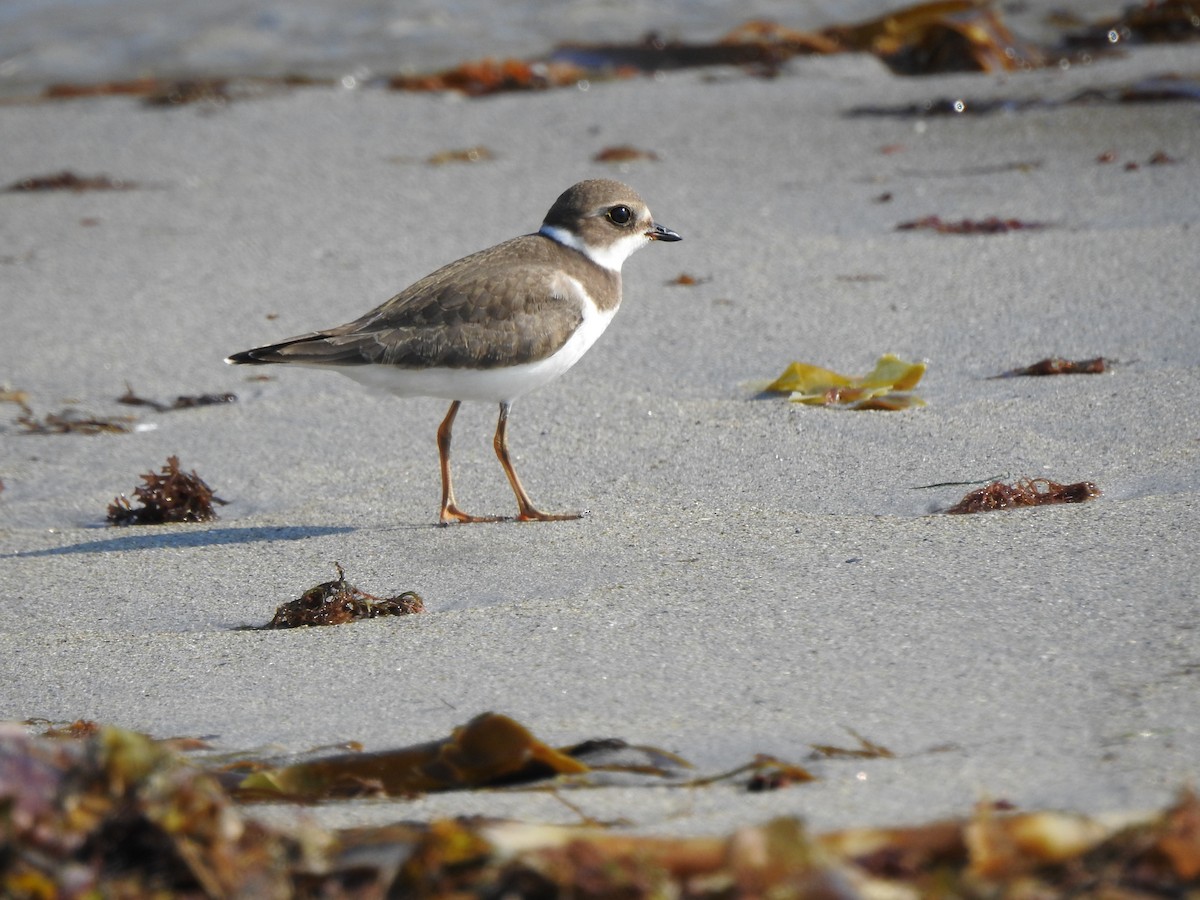 Semipalmated Plover - ML68865561