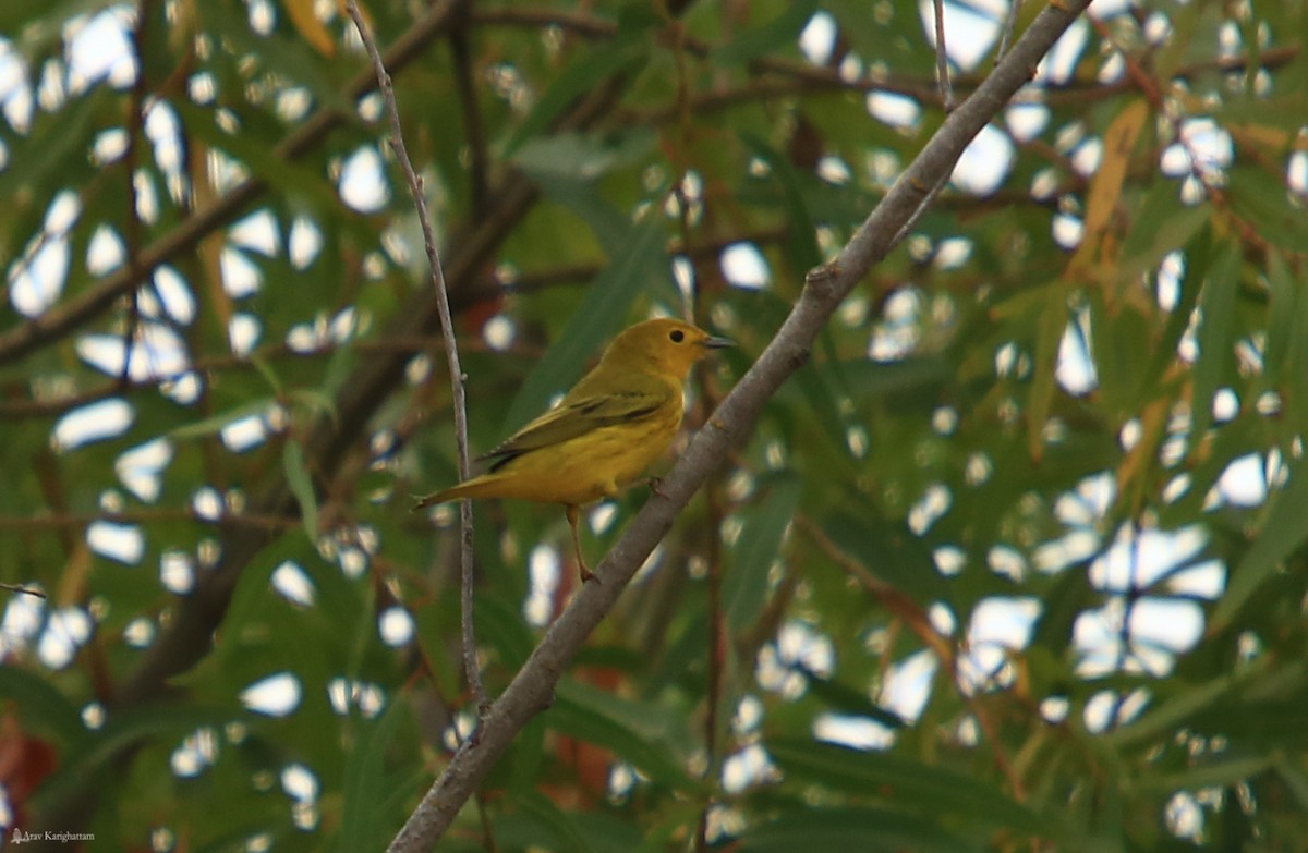 Yellow Warbler - Arav and Aranya Karighattam