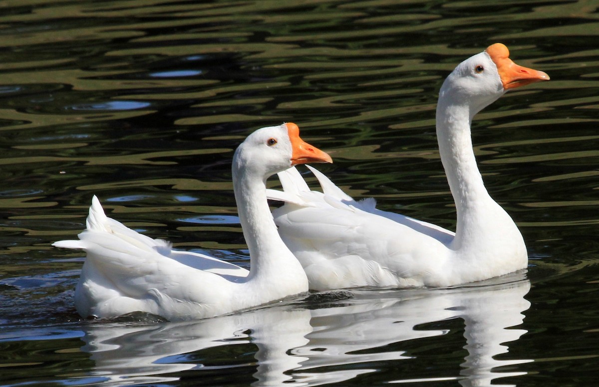 Swan Goose (Domestic type) - Nels Nelson