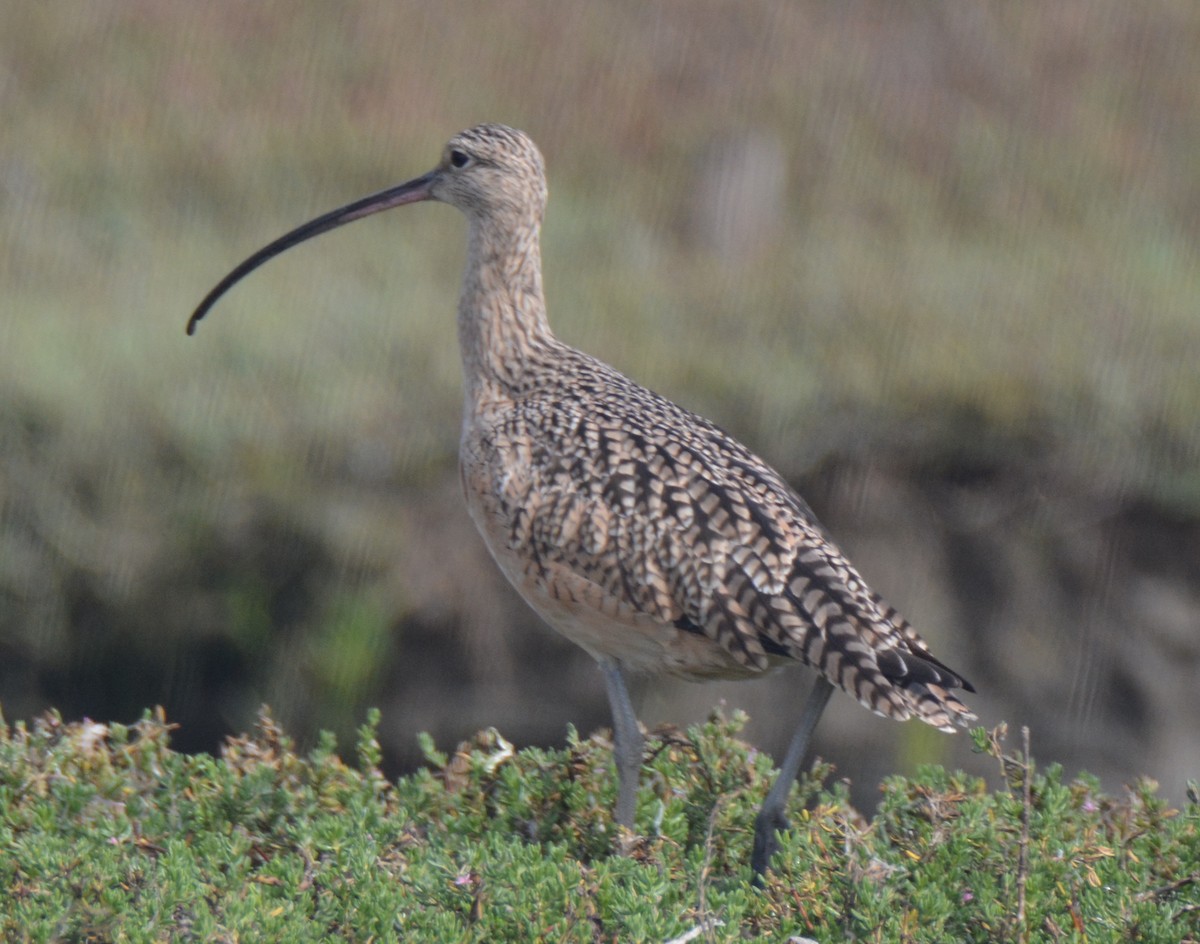 Long-billed Curlew - ML68867201