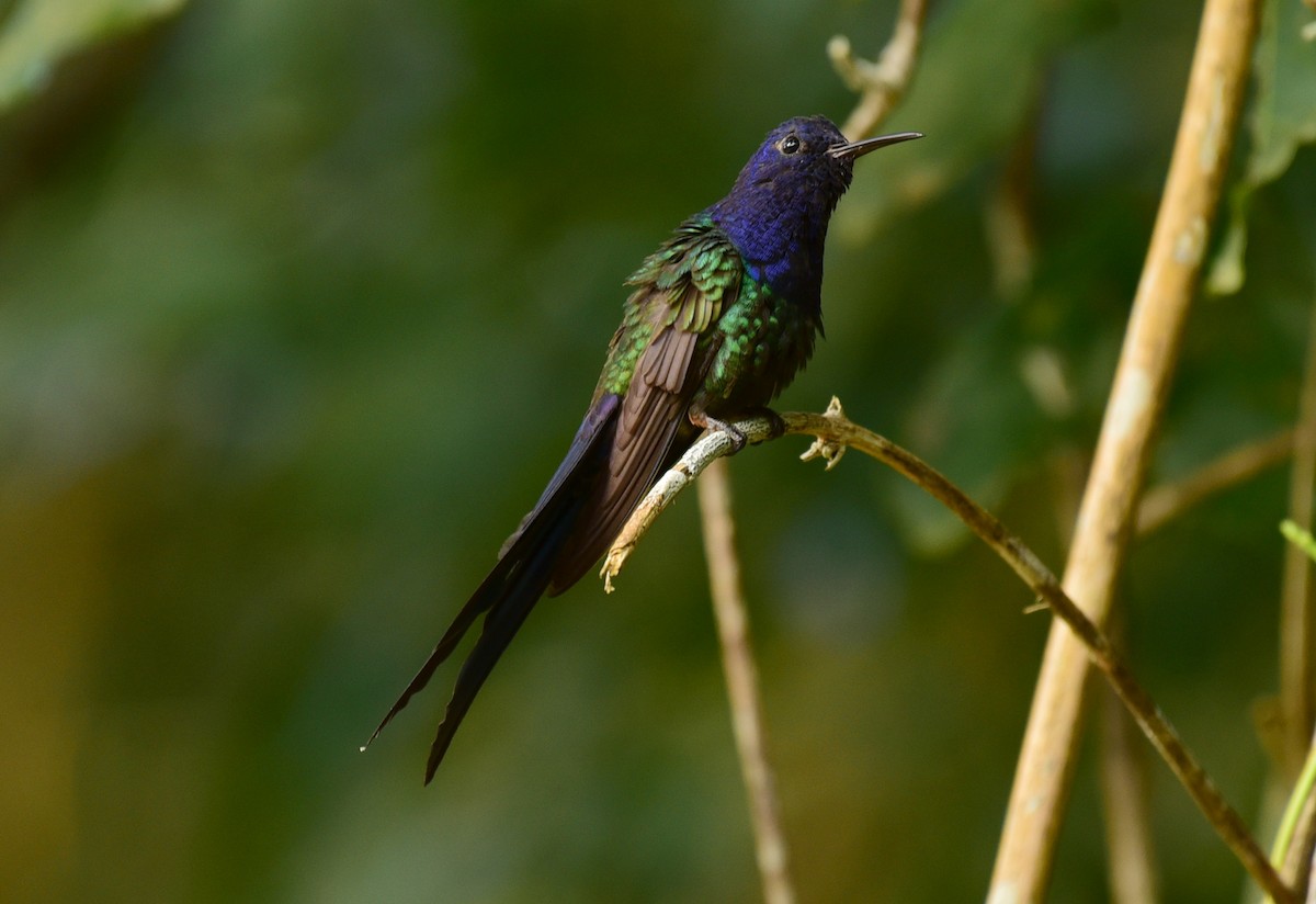 Swallow-tailed Hummingbird - Luiz Moschini