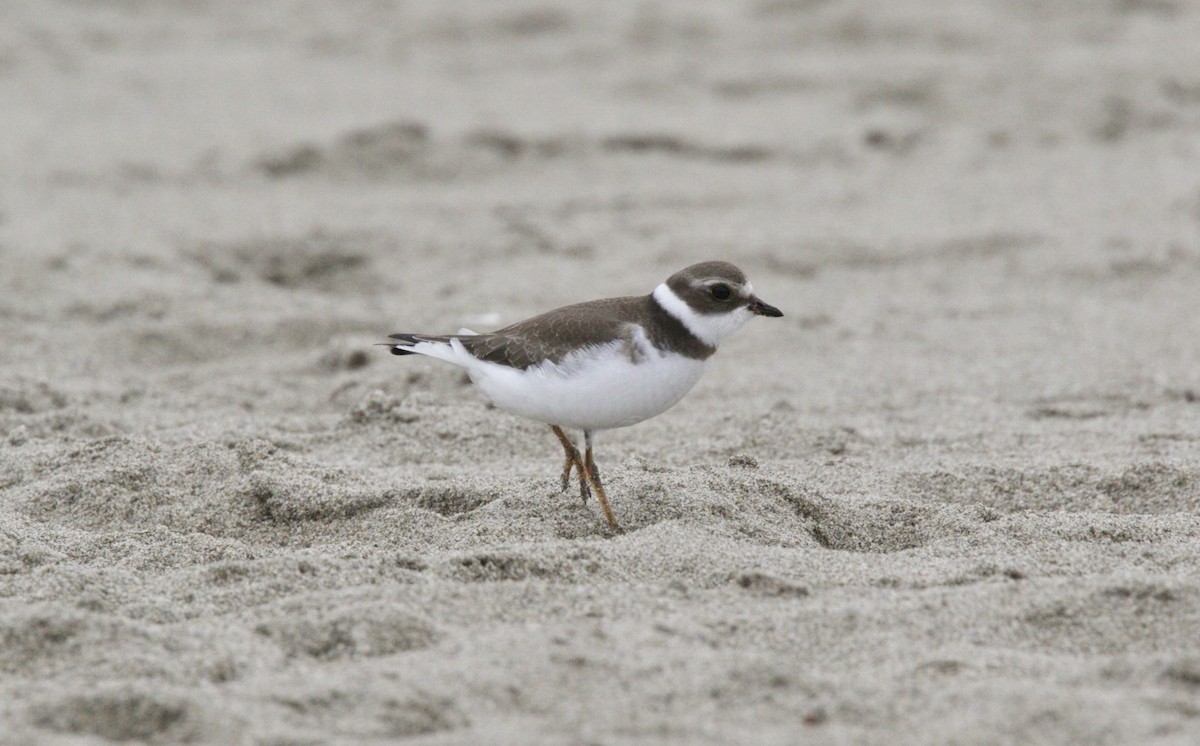 Semipalmated Plover - Dave Bengston