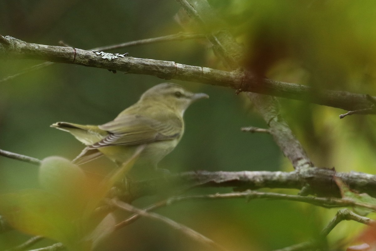 Red-eyed Vireo - Russ Smiley