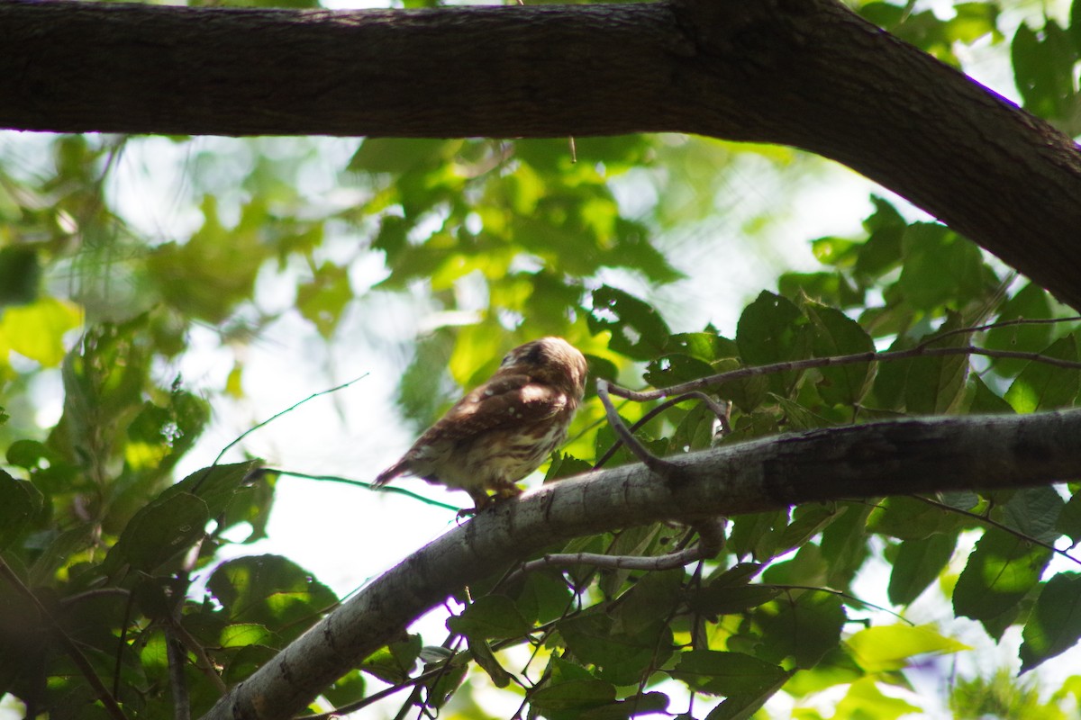 Ferruginous Pygmy-Owl - Mauricio Chinchilla Bolaños