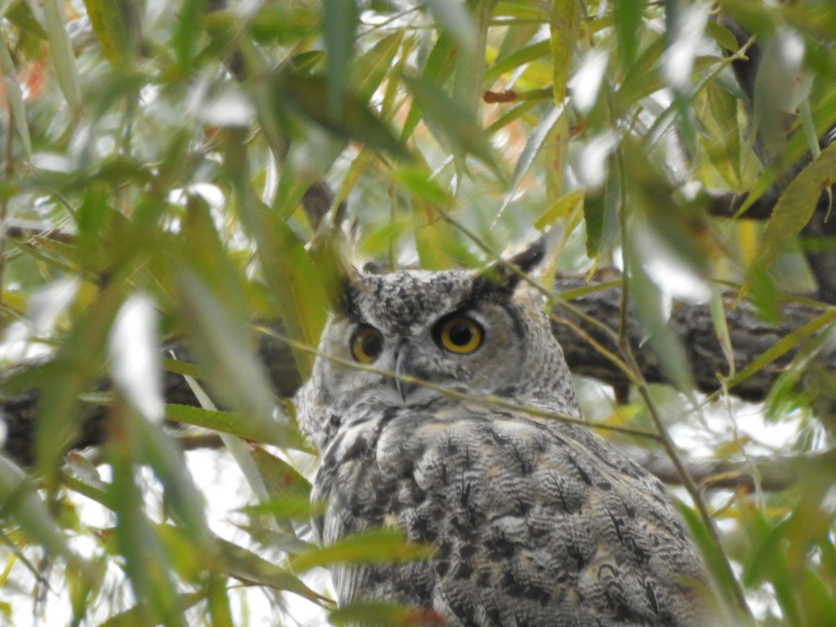 Great Horned Owl - ML68876641