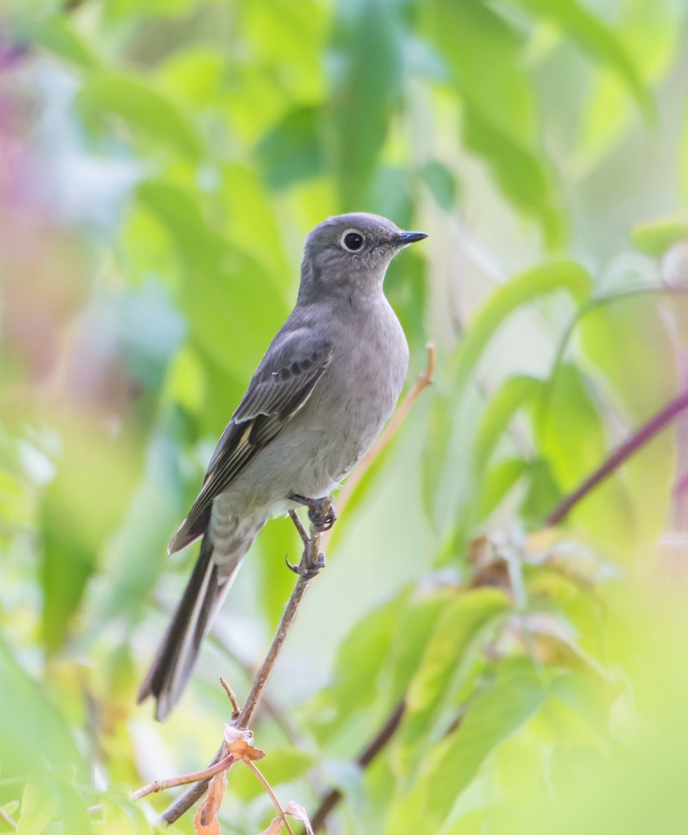 Townsend's Solitaire - Chris Dunford