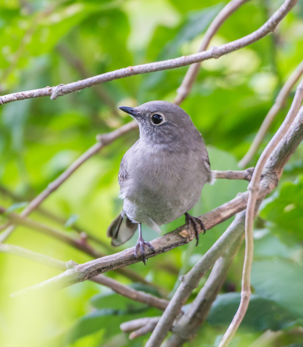 Townsend's Solitaire - ML68878441