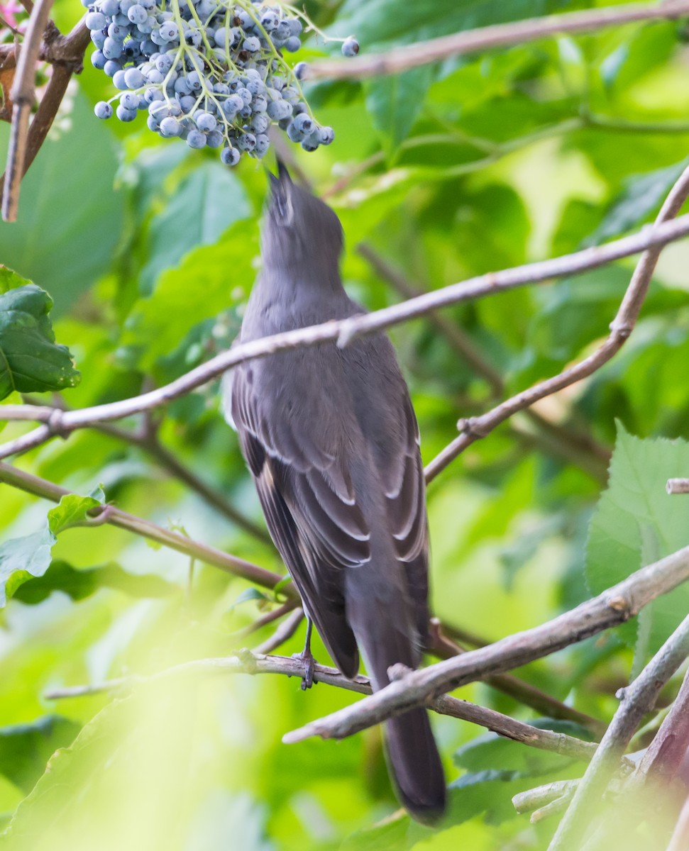 Townsend's Solitaire - ML68878461