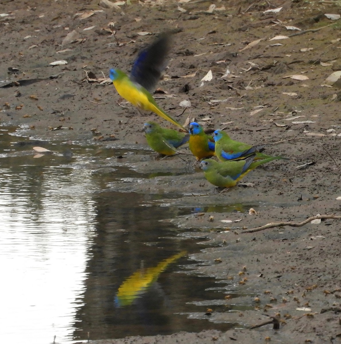 Turquoise Parrot - ML68880481