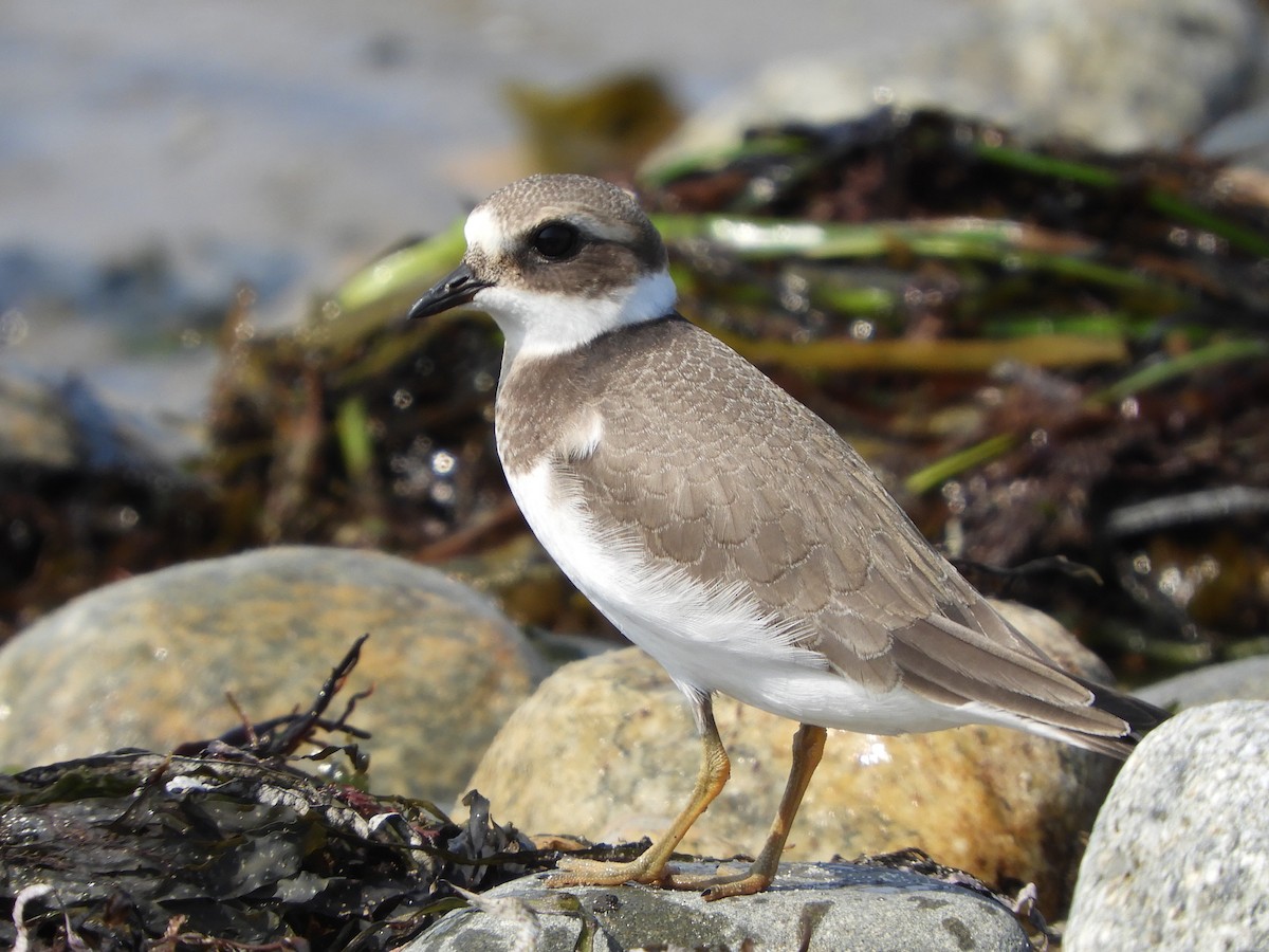 Common Ringed Plover - Bill Lee