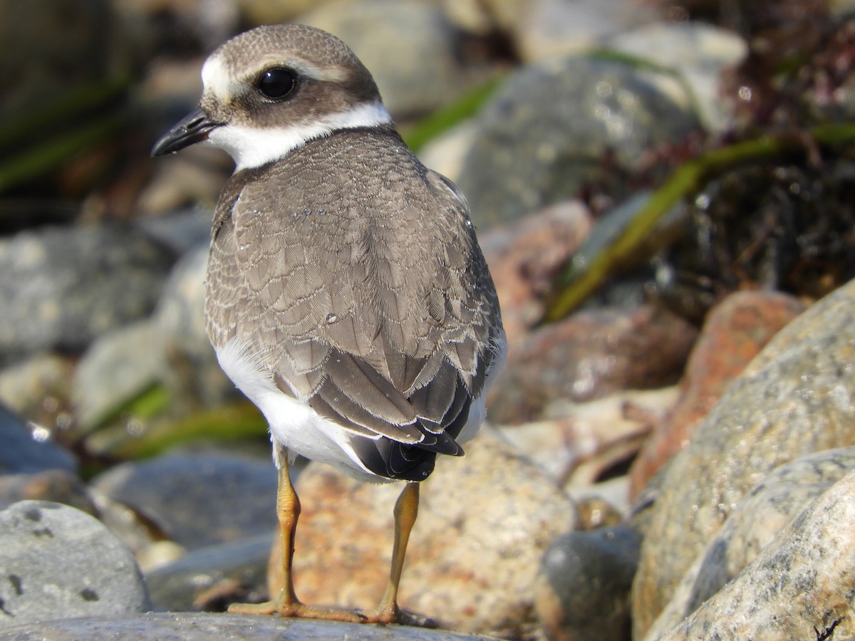 Common Ringed Plover - ML68886331