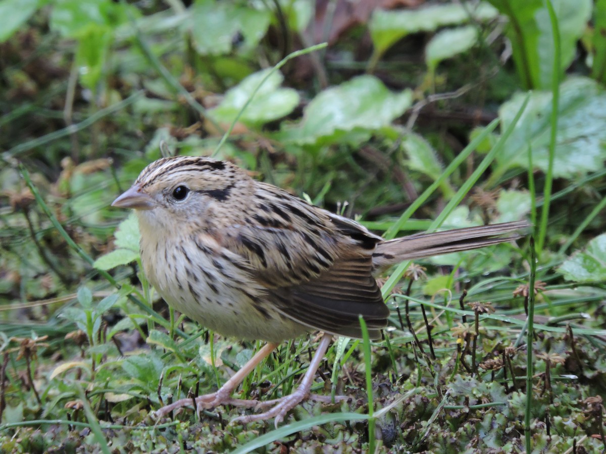 LeConte's Sparrow - Melody Walsh