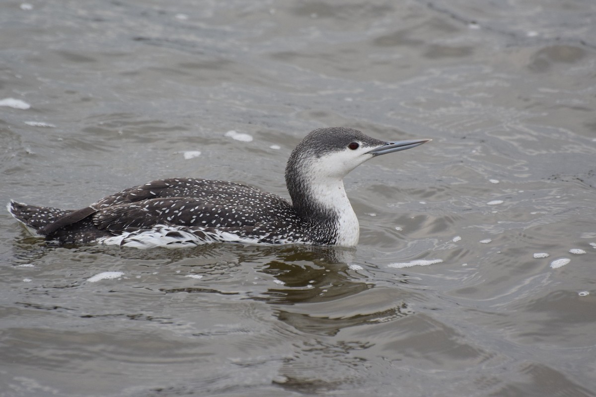 Red-throated Loon - Will Brooks