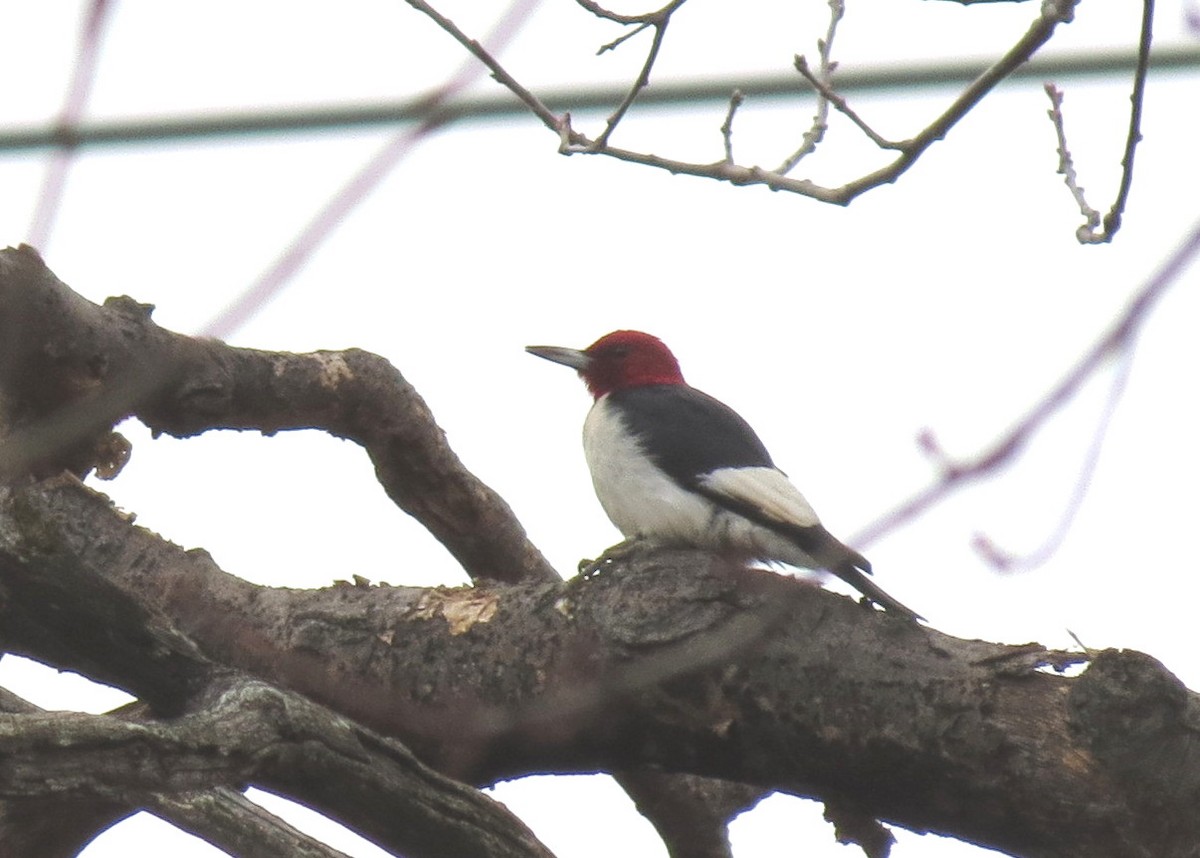 Red-headed Woodpecker - Claude Deschênes