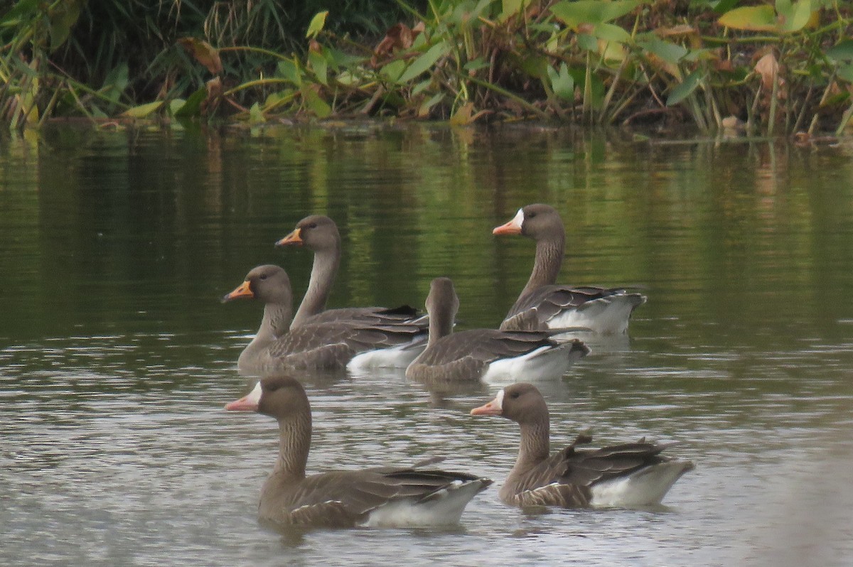 Greater White-fronted Goose - ML68892211