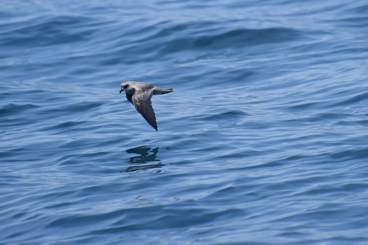 Fork-tailed Storm-Petrel - Will Brooks