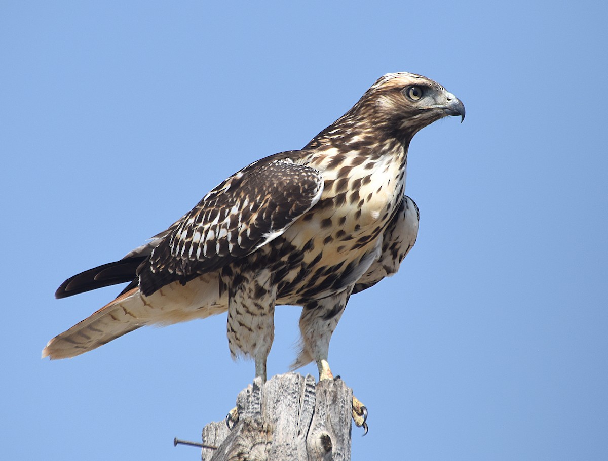 Red-tailed Hawk - Steven Mlodinow