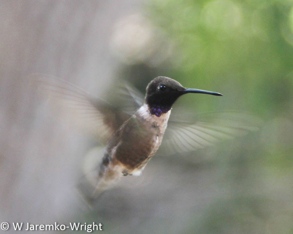 Black-chinned Hummingbird - Will Jaremko-Wright
